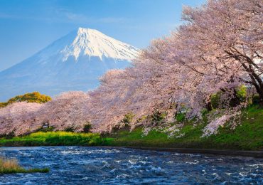 Cherry Blossom in Japan