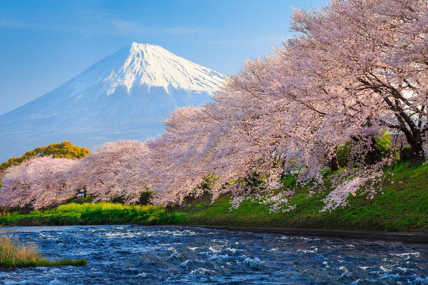 Cherry Blossom in Japan