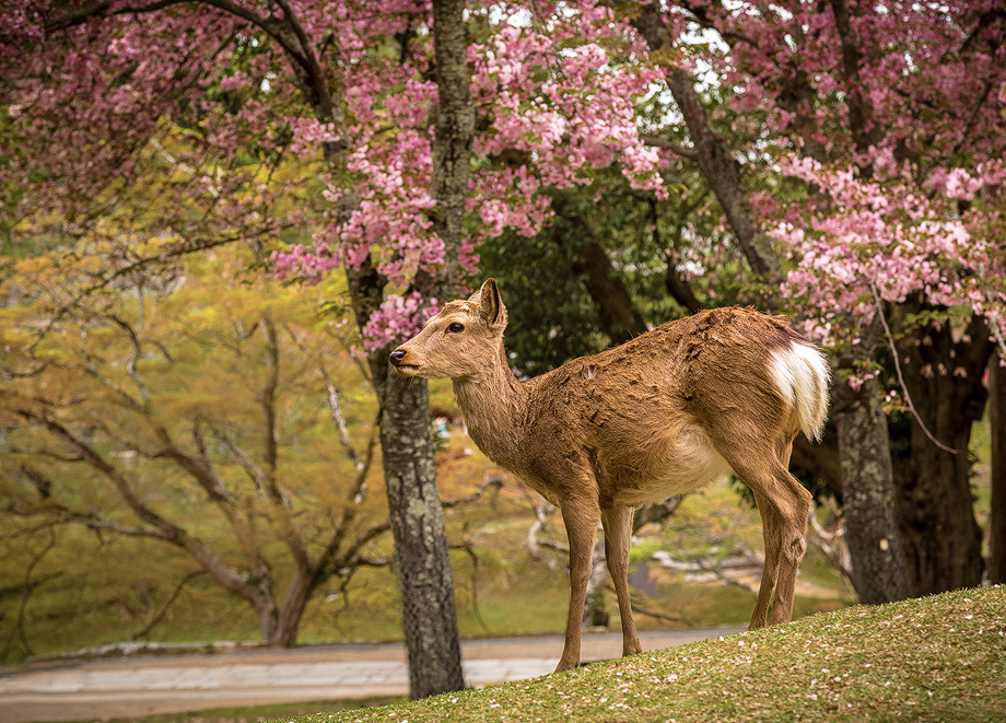 cherry blossom