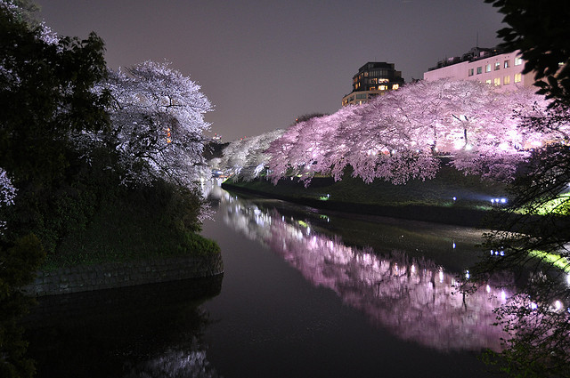 cherry blossom