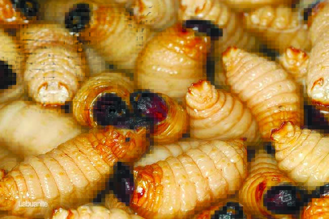 Extreme Kuliner around the World